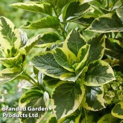 Hydrangea Macrophylla 'Sunshine Amy' -NAOMI Plant Shop HYDR SUNSHIAMY S44101