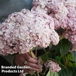 Hydrangea Arborescens 'Sweet Annabelle' -NAOMI Plant Shop HYDR SWEETANNA S45791