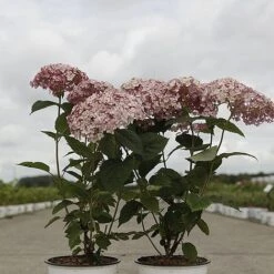 Hydrangea Arborescens 'Sweet Annabelle' -NAOMI Plant Shop HYDR SWEETANNA S45792 NOW