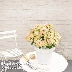 Hydrangea Paniculata 'Switch Ophelia' -NAOMI Plant Shop HYDR SWITCH S40976