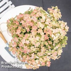 Hydrangea Paniculata 'Switch Ophelia' -NAOMI Plant Shop HYDR SWITCH S40977