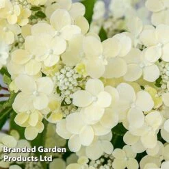 Hydrangea Paniculata 'Switch Ophelia' -NAOMI Plant Shop HYDR SWITCH S40978