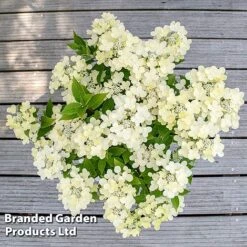 Hydrangea Paniculata 'Switch Ophelia' -NAOMI Plant Shop HYDR SWITCH S40980