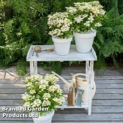 Hydrangea Paniculata 'Switch Ophelia' -NAOMI Plant Shop HYDR SWITCH S40981