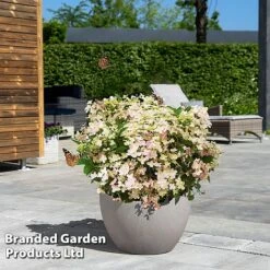 Hydrangea Paniculata 'Switch Ophelia' -NAOMI Plant Shop HYDR SWITCH S40982