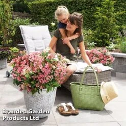 Hydrangea Paniculata 'Switch Ophelia' -NAOMI Plant Shop HYDR SWITCH S40983