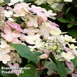 Hydrangea Paniculata 'Switch Ophelia' -NAOMI Plant Shop HYDR SWITCH S40985