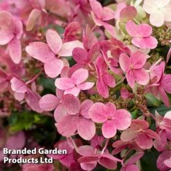Hydrangea Paniculata 'Switch Ophelia' -NAOMI Plant Shop HYDR SWITCH S40986