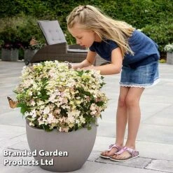 Hydrangea Paniculata 'Switch Ophelia' -NAOMI Plant Shop HYDR SWITCH S40987