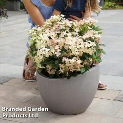 Hydrangea Paniculata 'Switch Ophelia' -NAOMI Plant Shop HYDR SWITCH S40989