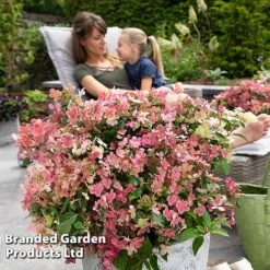 Hydrangea Paniculata 'Switch Ophelia' -NAOMI Plant Shop HYDR SWITCH S40991