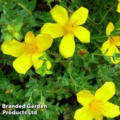 Hypericum Olympicum 'Citrinum' -NAOMI Plant Shop HYPE KC9112 C