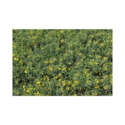 Hypericum Kalmianum 'Blue Velvet' -NAOMI Plant Shop HYPE T66261 A h
