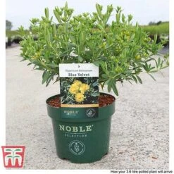 Hypericum Kalmianum 'Blue Velvet' -NAOMI Plant Shop HYPE T66261 C