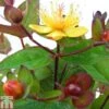 Hypericum 'Magical Red Flame'
