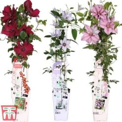 Clematis Patio Collection -NAOMI Plant Shop How supplied