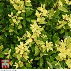 Holly Triflora Var. Kanehirae -NAOMI Plant Shop ILEX T28603 A1