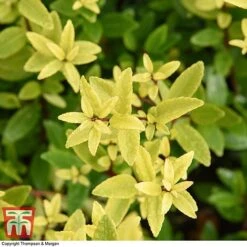 Holly Triflora Var. Kanehirae -NAOMI Plant Shop ILEX T28604 A1