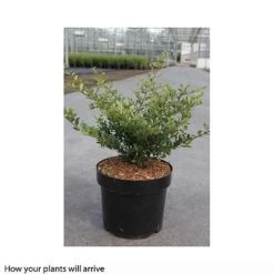 Holly 'Stokes' -NAOMI Plant Shop ILEX T66265 A h
