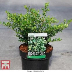 Holly 'Stokes' -NAOMI Plant Shop ILEX T66265 D