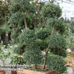 Ilex Crenata 'Green Hedge'