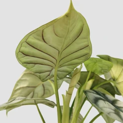 Alocasia Silver Dragon -NAOMI Plant Shop IMG 20210708 165906 PhotoRoom