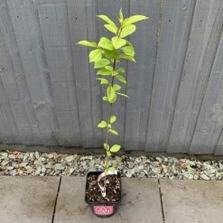Bird Cherry Tree (Prunus Padus) Grown By Cotswold Trees -NAOMI Plant Shop IMG 2382 160523