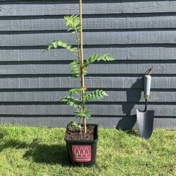Rowan Tree (Sorbus Aucuparia) Grown By Cotswold Trees -NAOMI Plant Shop IMG 6925