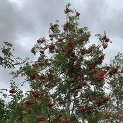 Rowan Tree (Sorbus Aucuparia) Grown By Cotswold Trees -NAOMI Plant Shop IMG 7250