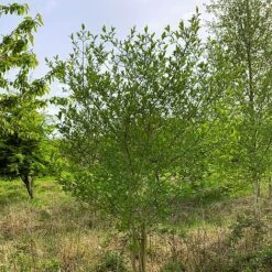 Spindle (Euonymus Europaeus) Grown By Cotswold Trees