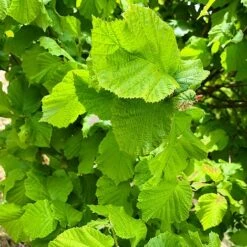 Hazel Tree (Corylus Avellana) Grown By Cotswold Trees -NAOMI Plant Shop IMG 9469