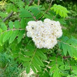Rowan Tree (Sorbus Aucuparia) Grown By Cotswold Trees -NAOMI Plant Shop IMG 9538