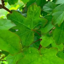 Field Maple Tree (Acer Campestre) Grown By Cotswold Trees -NAOMI Plant Shop IMG 9546