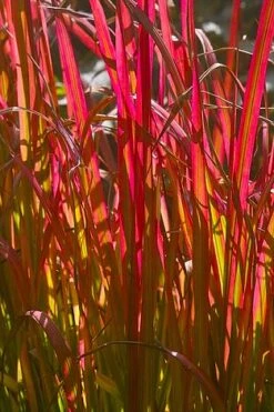 Summer Grass Trio -NAOMI Plant Shop IMPE REDBARON L07782