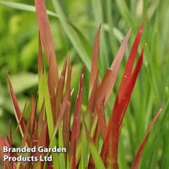 Colourful Ornamental Grass Collection -NAOMI Plant Shop IMPE REDBARON W48106