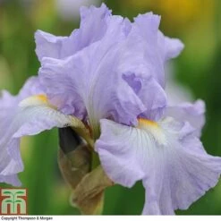Iris 'Re-Blooming Collection' -NAOMI Plant Shop IRIS T10126 B1