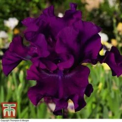 Iris 'Re-Blooming Collection' -NAOMI Plant Shop IRIS T10126 D2