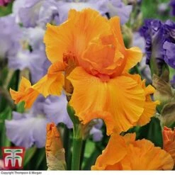 Iris 'Re-Blooming Collection' -NAOMI Plant Shop IRIS T10126 E2