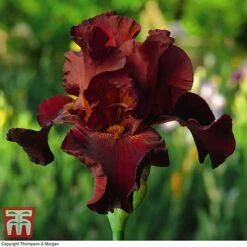 Iris 'Re-Blooming Collection' -NAOMI Plant Shop IRIS T10126 F2