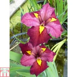 Iris Louisiana 'Ann Chowning' (Marginal Aquatic)