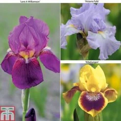 Iris Bearded Collection