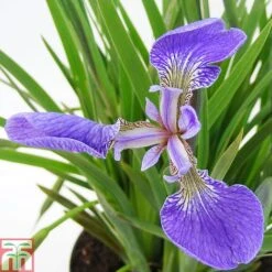 Iris Setosa 'Baby Blue'