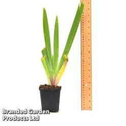 Iris 'Metolius Blues' -NAOMI Plant Shop IRIS METOLI9CM T44318