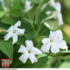 Jasminum Officinale -NAOMI Plant Shop JASM T40073 D