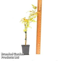 Jasminum Officinale -NAOMI Plant Shop JASM OFFICI9CM T43487