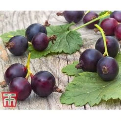 Casseille -NAOMI Plant Shop JOST DWW3581 CC