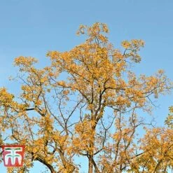 Black Walnut -NAOMI Plant Shop JUGL TKA2057 D