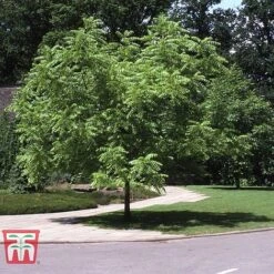Black Walnut -NAOMI Plant Shop JUGL TKA2057 E