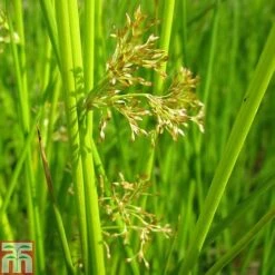 Juncus Effusus (Marginal Aquatic)