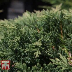 Juniperus Horizontalis 'Prince Of Wales' -NAOMI Plant Shop JUNI 66289 C